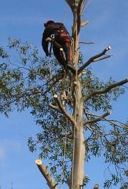 Simon Causer of North London Trees at work